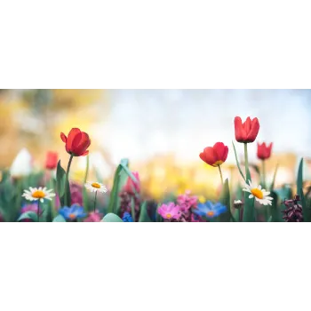 Common Tulip Flower Wholesale